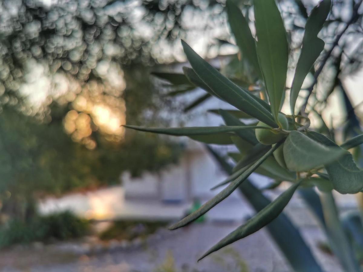 تراني B&B Villa Mediterranee Con Parking Space المظهر الخارجي الصورة